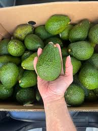 99c Avocado box